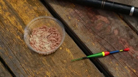Fishing bait, maggots Stock Footage 63589332