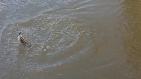 Fishing bait perch river background Stock Footage 113554600