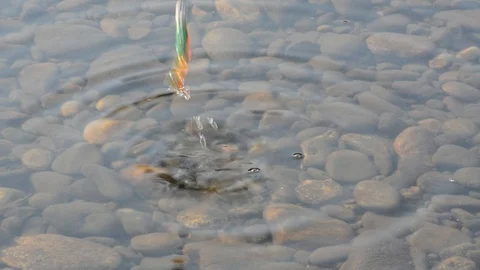 Fishing for bait on a summer day Stock Footage 120182399