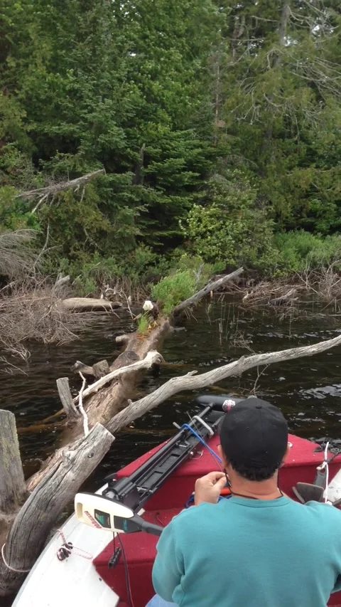 Fishing With a Bald Eagle, Presque Isle, Wisconsin, USA - 14 Jun 2014 Stock Footage 321976034