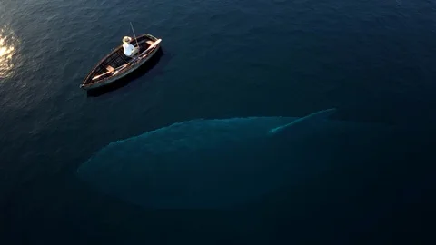 Fishing, big shark Stock Footage 105473290