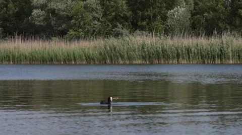 Fishing bird on the lake Stock Footage 40295720