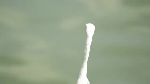 Fishing bird in Sri Lanka Stock-Footage 174908022
