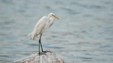 Fishing bird in Sri Lanka Vidéo 174908324