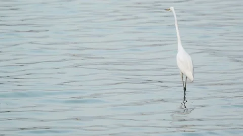 Fishing bird in Sri Lanka Video stock 174908368