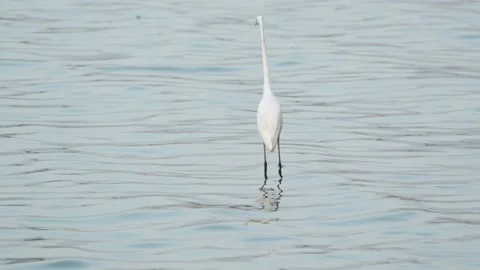 Fishing bird in Sri Lanka 動画素材 174908694