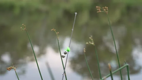 Fishing Bite Alarm Bell Attached to Rod Tip by Pond Stock Footage 340837374