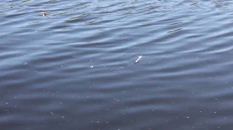 Fishing bite float on wavy river 10449 Stock Footage 43296781