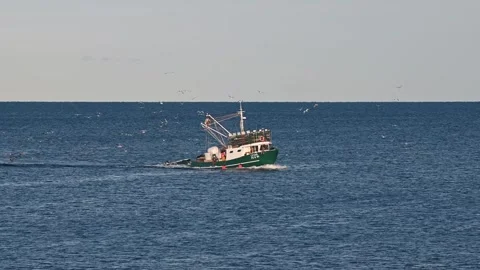 Fishing boat comming back in the mediterranean port while seaguls flying arou Stock Footage 313292045