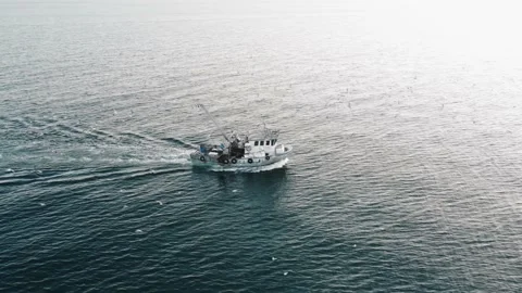 Fishing Boat with Large Catch Fish Swirling Flock Gulls Aerial View Drone Sunset Stock Footage 145067007