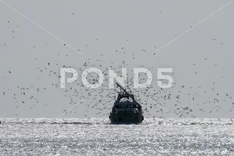 Fishing boat with many sea gulls Stock Photos