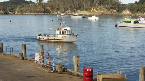 Fishing boat returning to Halfmoon Bay on Stewart Island, New Zealand Video stock 55540031