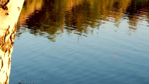 Fishing bobber on river water in woods , Stock Video