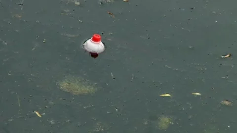 Fishing Bobber Floating In Dirty Water -, Stock Video