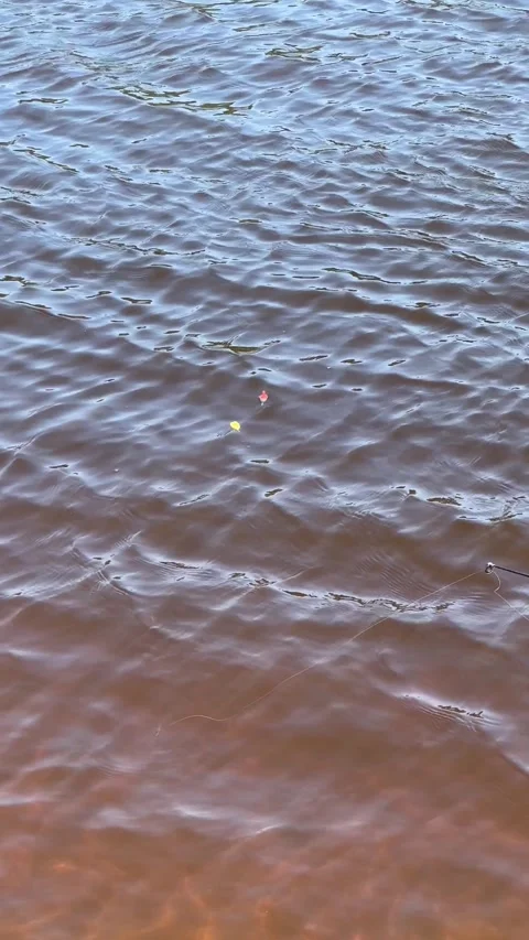 Fishing bobber floating on the river. Float for fishing in the river on the wave Stock Footage 247978182