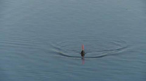 Fishing bobber floating in river Stock Footage 7901678