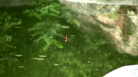 Fishing bobber Stock Footage 265009