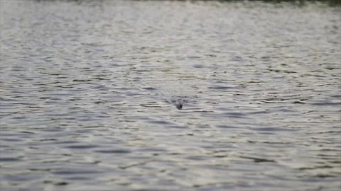 Fishing bobber Stock Footage 232870368