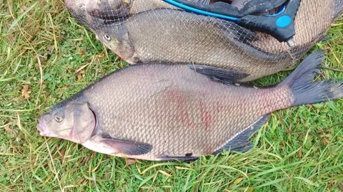 Fishing for bream in a grass field during a sunny day in the summer by a riverba Video stock 331244665