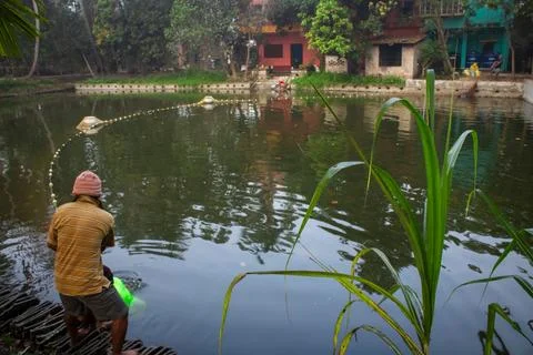 Fishing in a Calm Pond Using Circular Nets Near Vegetation Stock Photos