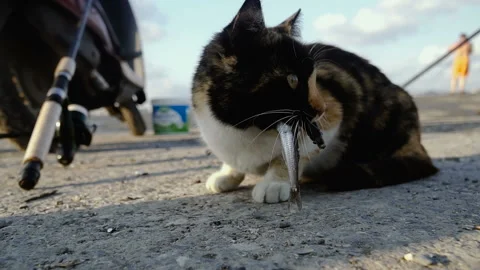 Fishing. The cat eats fish Stock Footage 100078845