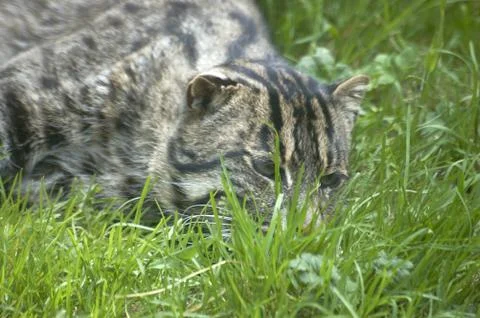 Fishing cat Stock Photos