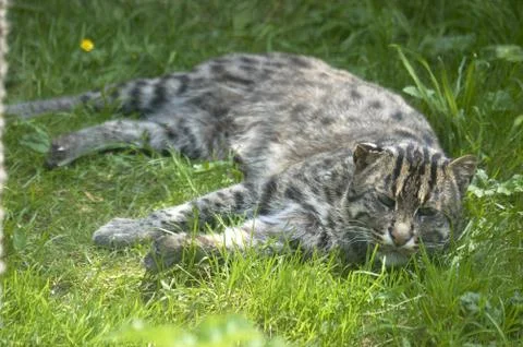 Fishing cat Stock Photos
