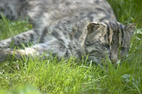 Fishing cat Stock Photos
