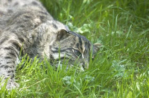 Fishing cat Stock Photos