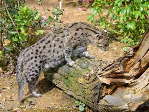 Fishing cat on tree trunk Stock Photos