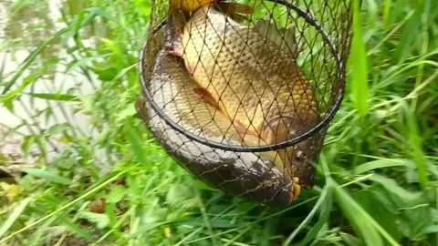 Fishing catch. Stock Footage 76358296