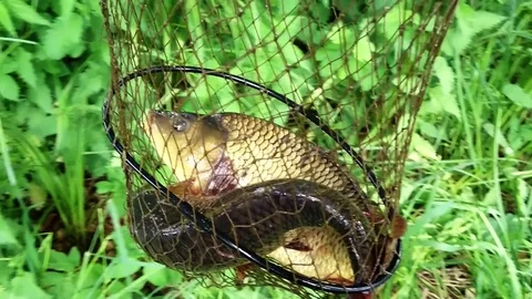 Fishing catch. Stock Footage 76359212