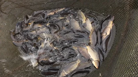 Fishing catch in the network 02 Stock Footage 43166266