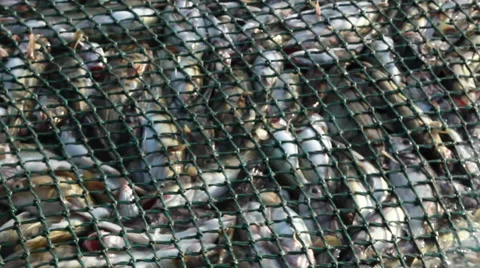 Fishing catch in the network 03 Video stock 42902761
