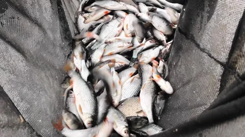 Fishing catch shows many fish in a net at the river bank in the morning light 스톡 동영상 332636185