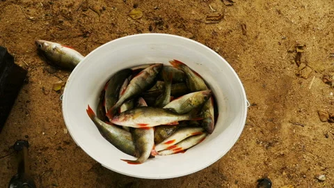Fishing, catching perch, fish falling into a bucket Stock Footage 292799423