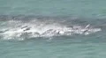 Fishing close shot mullet run for their lives along the beach during the east Video HD