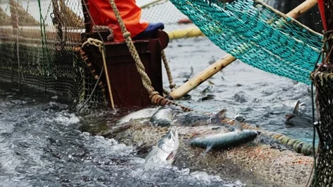 Fishing in close-up slow motion nets capturing red fish Fishing gateway to Stock Footage 261750889