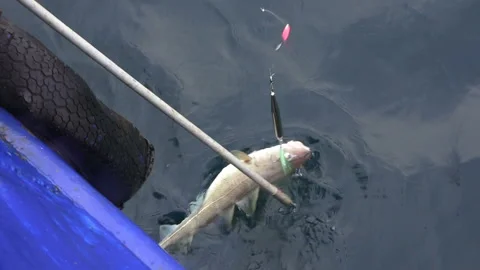 Fishing codfish by spinning rod in Barents sea Stock Footage 112325043