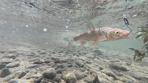 Fishing concept. Close-up of fish hook under water at summer time Stock Footage 333763666