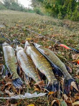 A fishing concept, a trophy catch, large freshwater pikes Stock Photos