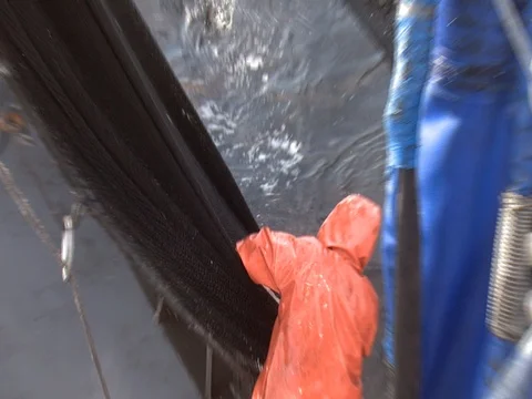 FISHING CREW PULLING SQUID UP IN NET Stock Footage 76610498