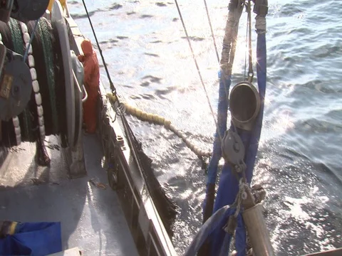 FISHING CREW PULLING SQUID UP IN NET Stock Footage 76618615