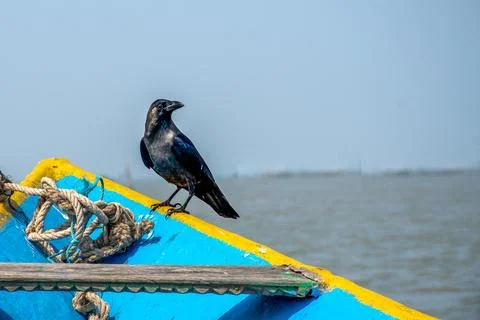 Fishing Crow Foto stock