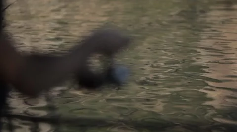 Fishing Dalyan Stock Footage 48391580