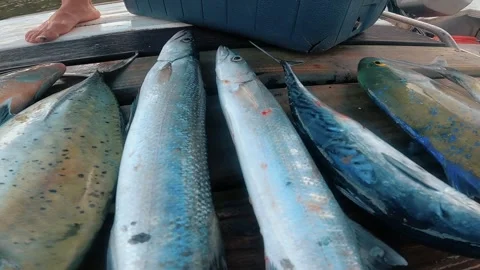 Fishing of the day in polynesia. fresh fish Stock Footage 257544557