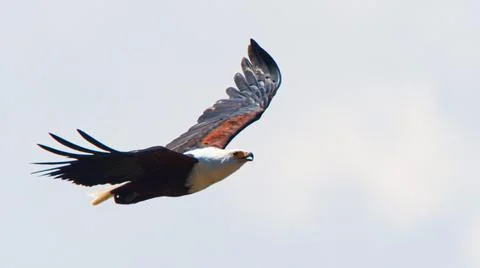 Fishing Eagle Stock Photos