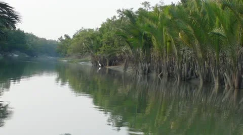 The Fishing Egret Stock-Footage 10794700