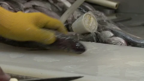Fishing employee working 스톡 동영상 82093811