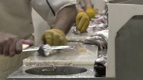 Fishing employee working Stock Footage 82093821